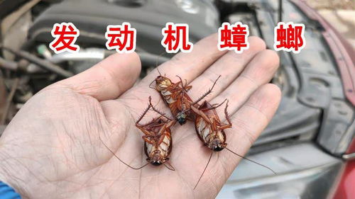 汽车里有多少蟑螂